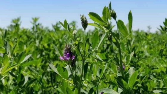 Bioceres adquiere derechos de alfalfa mejorada con tolerancia a sequía y mayor producción de biomasa