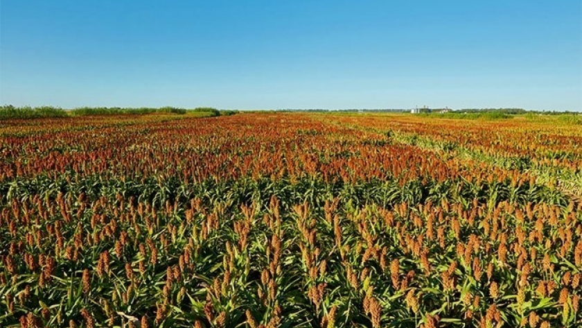 Cuenta regresiva para el Congreso Maizar: el maíz y el sorgo, en el centro del camino para agregar valor