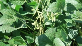 Soja: cuánto necesita invertir el productor y con qué rinde logra cubrir los costos