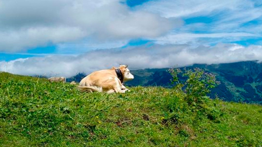 Bienestar animal: subir el precio de la carne no siempre es la solución