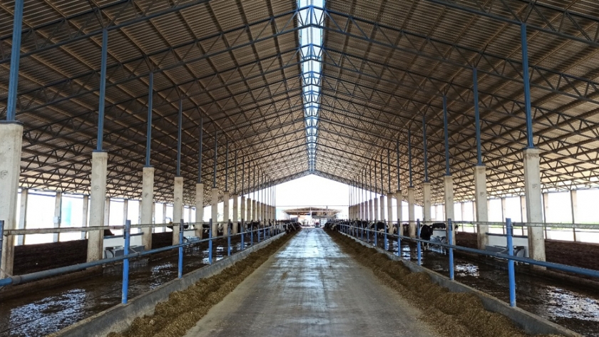 Tambo Mharnes: un modelo de producción como horizonte para la lechería