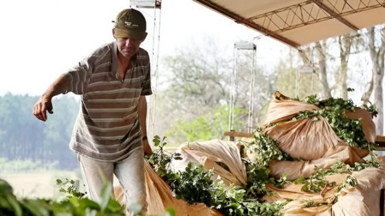 Sorpresa histórica: Corrientes supera a Misiones en producción de yerba mate en 2025