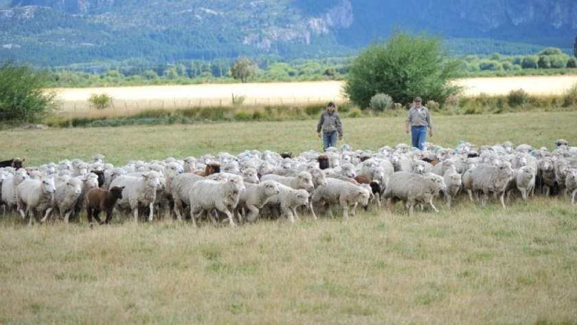 Los sistemas pastoriles ovinos tienen un balance de carbono positivo
