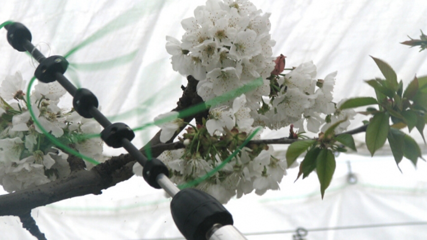 Evaluación de efectividad de distintas oportunidades de raleo