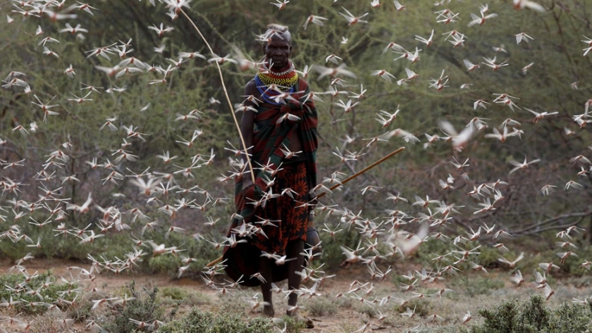 Una batalla que deja 440.000 millones de langostas muertas en África