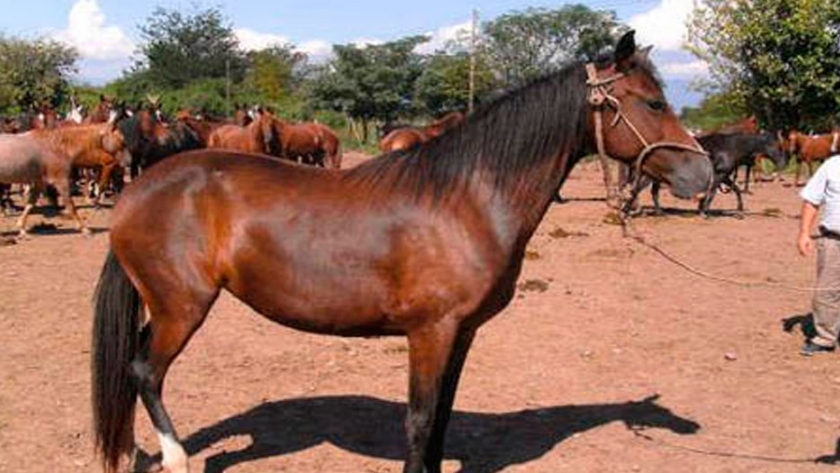 Científicos estudiaron la evolución del caballo como consecuencia del cambio climático