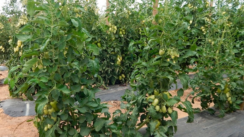 Injertan tomates y obtienen rendimientos 58% superiores