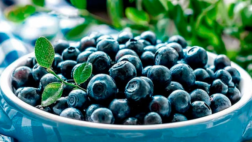 Arándanos orgánicos: un diferencial que ofrece Argentina