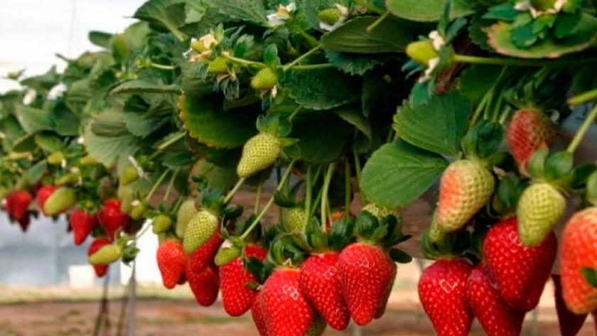 La Provincia acompaña al sector productor de frutillas