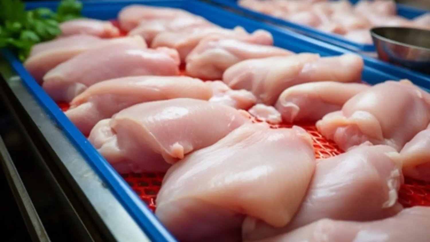 La avicultura argentina alcanzó niveles históricos de producción y el consumo de pollo marcó un nuevo récord