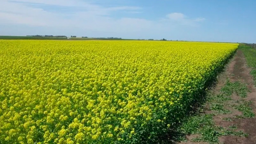 La primera semilla de mostaza ya cuenta con marca registrada en Argentina