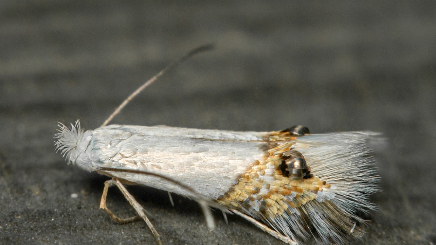 Alerta en el Alto Valle: detectan el avance de la polilla del álamo y refuerzan los controles sanitarios