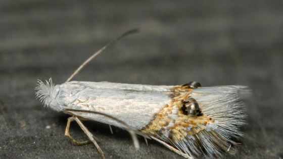 Alerta en el Alto Valle: detectan el avance de la polilla del álamo y refuerzan los controles sanitarios
