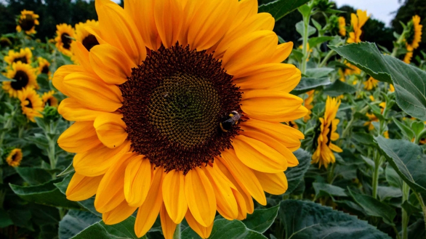 Girasol argentino: récord de molienda, exportaciones en alza y señales mixtas para 2025/26