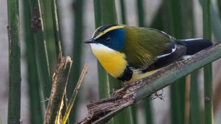 Observación de Aves