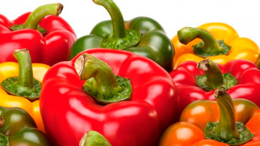 Tiempo de germinación de los pimientos
