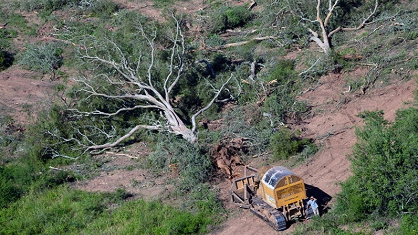 Argentina está entre los 10 países que más destruyen sus bosques