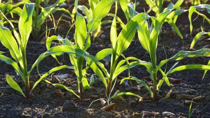 Los experimentos con mini ecosistemas muestran que las plantas exóticas aceleran la pérdida de carbono de los suelos