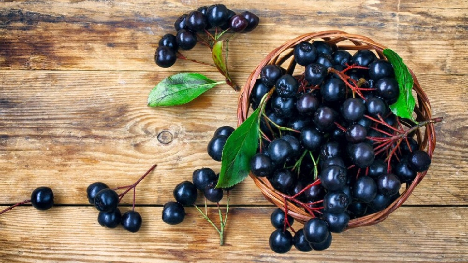 El maqui, el fruto nativo del sur que pasó de los caminos rurales al interés científico mundial