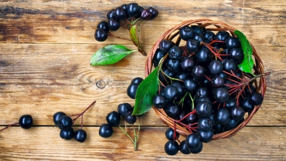 El maqui, el fruto nativo del sur que pasó de los caminos rurales al interés científico mundial