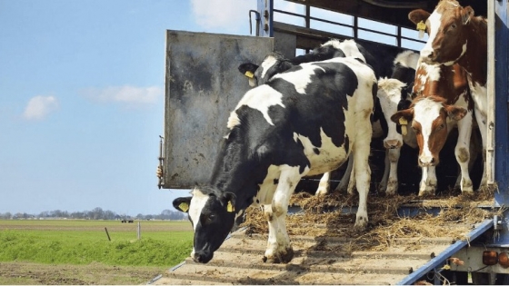 Fomentan el comercio de agroalimentos y de animales en pie con Uruguay