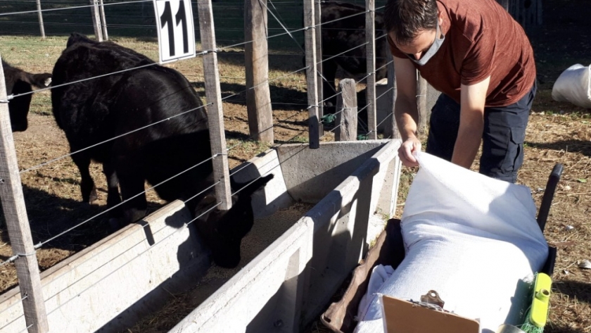 Construcción de corrales para ensayos científicos en ganado bovino