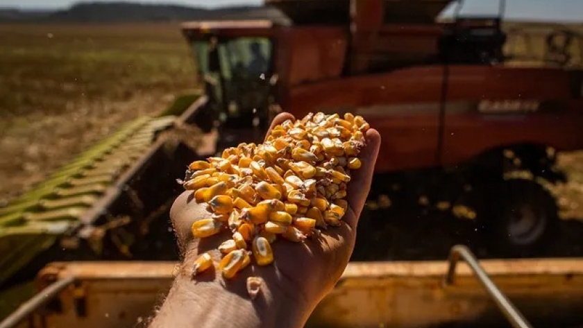 ¿Con cuántos quintales se cubren los costos de trigo, soja, maíz y sorgo?