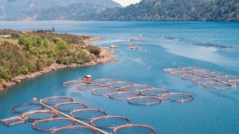 Es ley: Tierra del Fuego sancionó la primera norma mundial contra la instalación de salmoneras