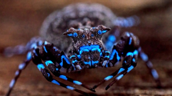 La araña que brilla bajo luz ultravioleta intriga a la ciencia