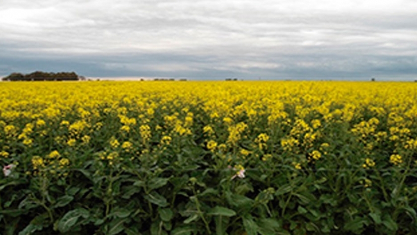 Producción Mundial de Colza 2019/2020