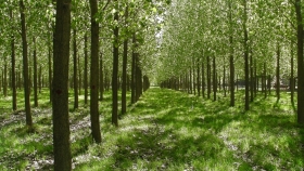 Córdoba busca potenciar su sector forestal para autoabastecerse de madera