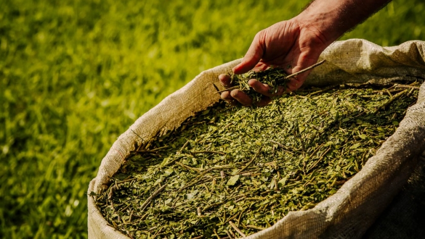 Anunciaron nuevas medidas para sostener el precio de la yerba mate