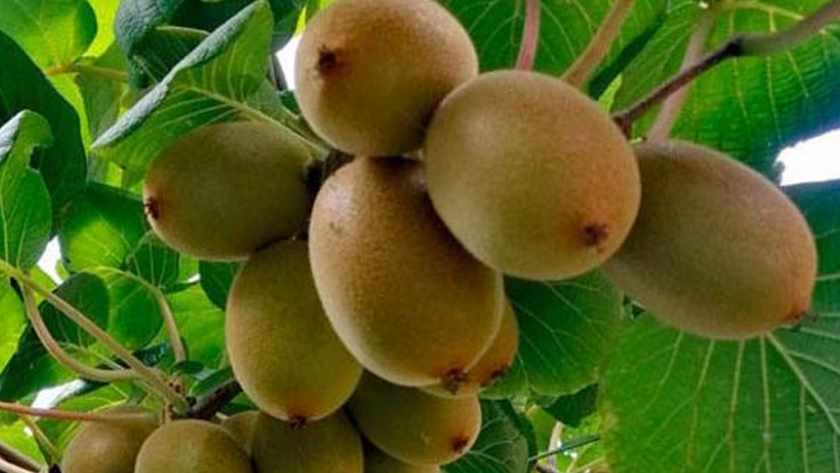 Cultivo de kiwi: una alternativa productiva para los valles tucumanos