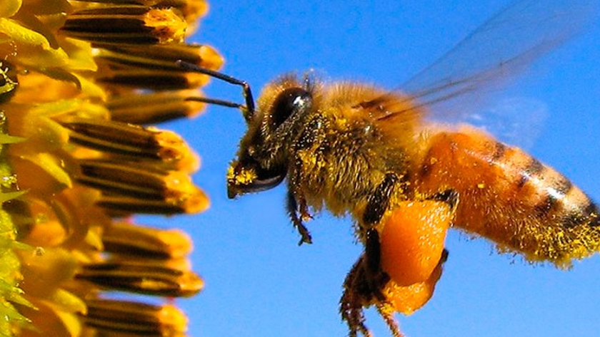 La siembra de girasol favorece polinización de abejas