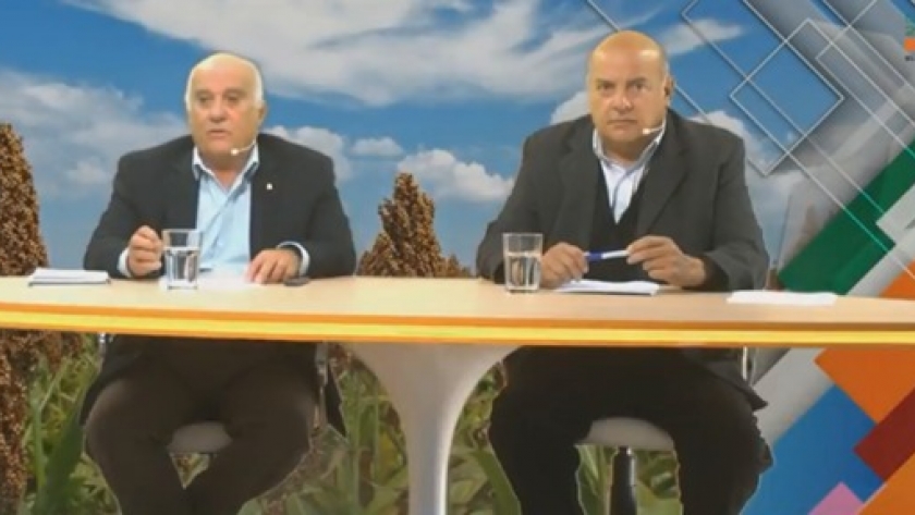 Sorgo, un cultivo con perspectivas alentadoras y cuidados para tener en cuenta