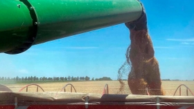 Por la caída de la cosecha, las exportaciones de trigo se ajustarían 18%
