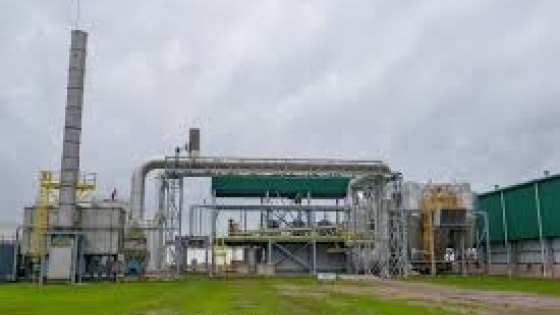 Bioetanol: una nueva levadura busca producir más, reducir costos y mejorar la rentabilidad