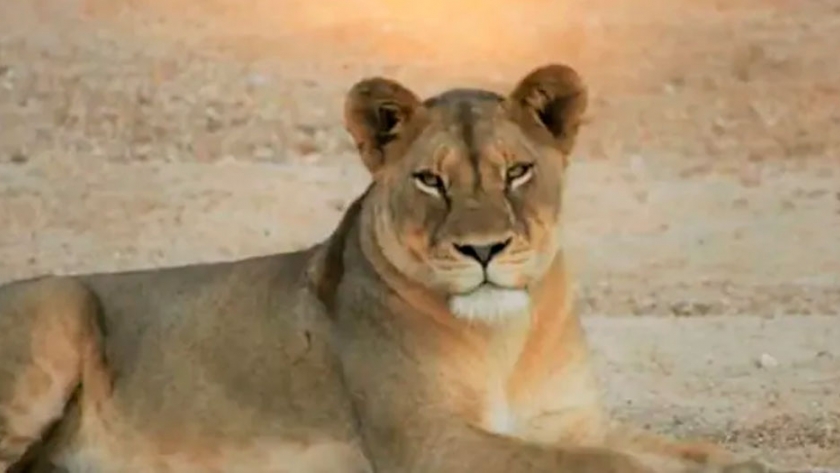Safaris virtuales en Sudáfrica, un boom en medio de la cuarentena