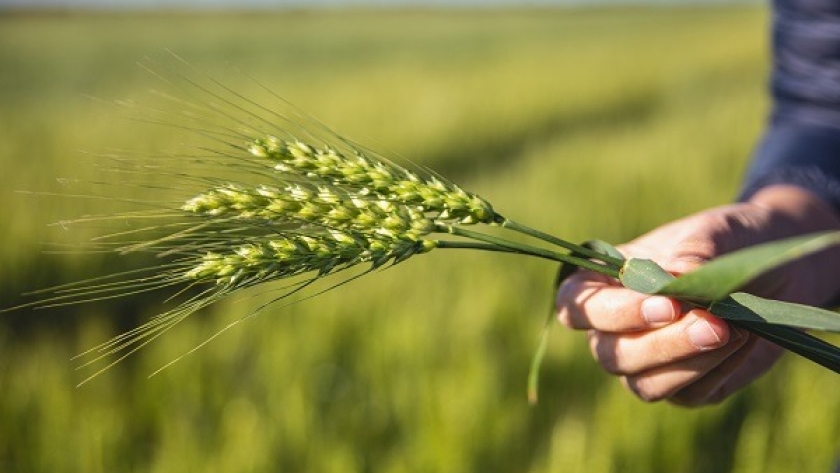 Cumple 25 años: la variedad icónica de trigo que disparó los rindes y cambió la forma de ver el cereal en Argentina