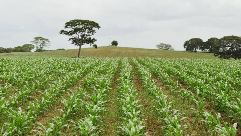Alianzas con el sector privado impulsan la siembra de 92.600 hectáreas de maíz en Guárico