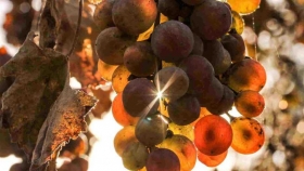 Analizan en ratones cómo procesa el organismo los taninos de la uva y el vino