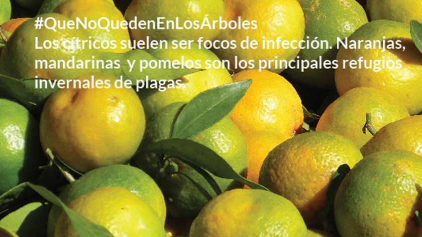 Iscamen lanza campaña para prevenir plagas en los cítricos domiciliarios