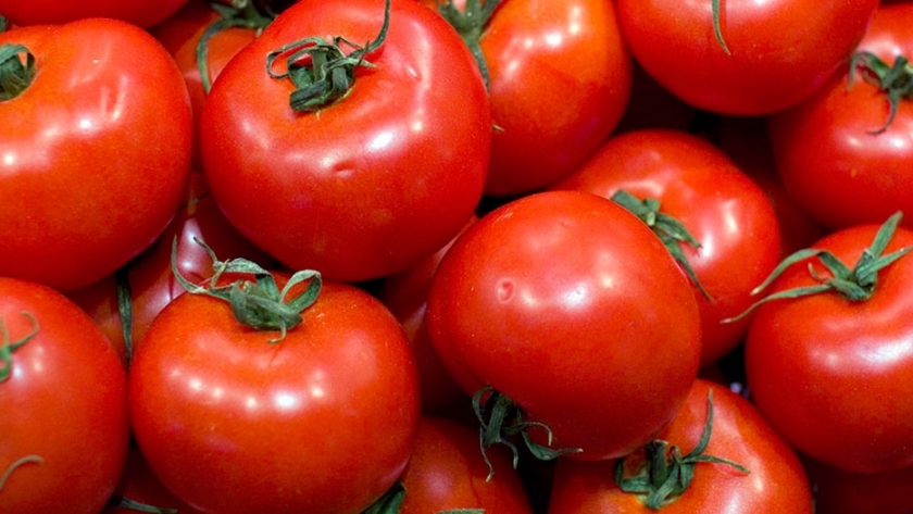 Buscan disminuir el uso de pesticidas en cultivos de tomate