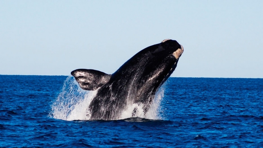 Ya llegaron las primeras ballenas a Puerto Madryn