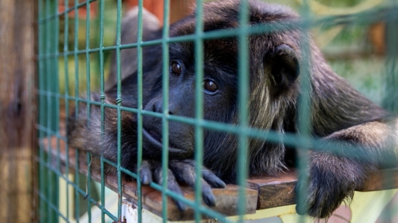 La Brigada de Control Ambiental rescató monos carayá que estaban en cautiverio en Benavídez
