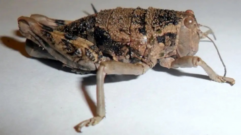 Investigan los beneficios nutricionales de un insecto plaga de la Patagonia