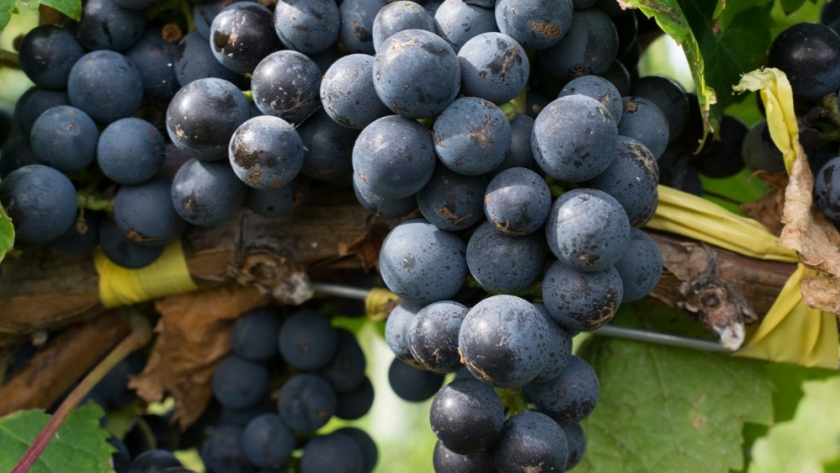 Chubut participará en las Jornadas Nacionales de Turismo del Vino en Salta