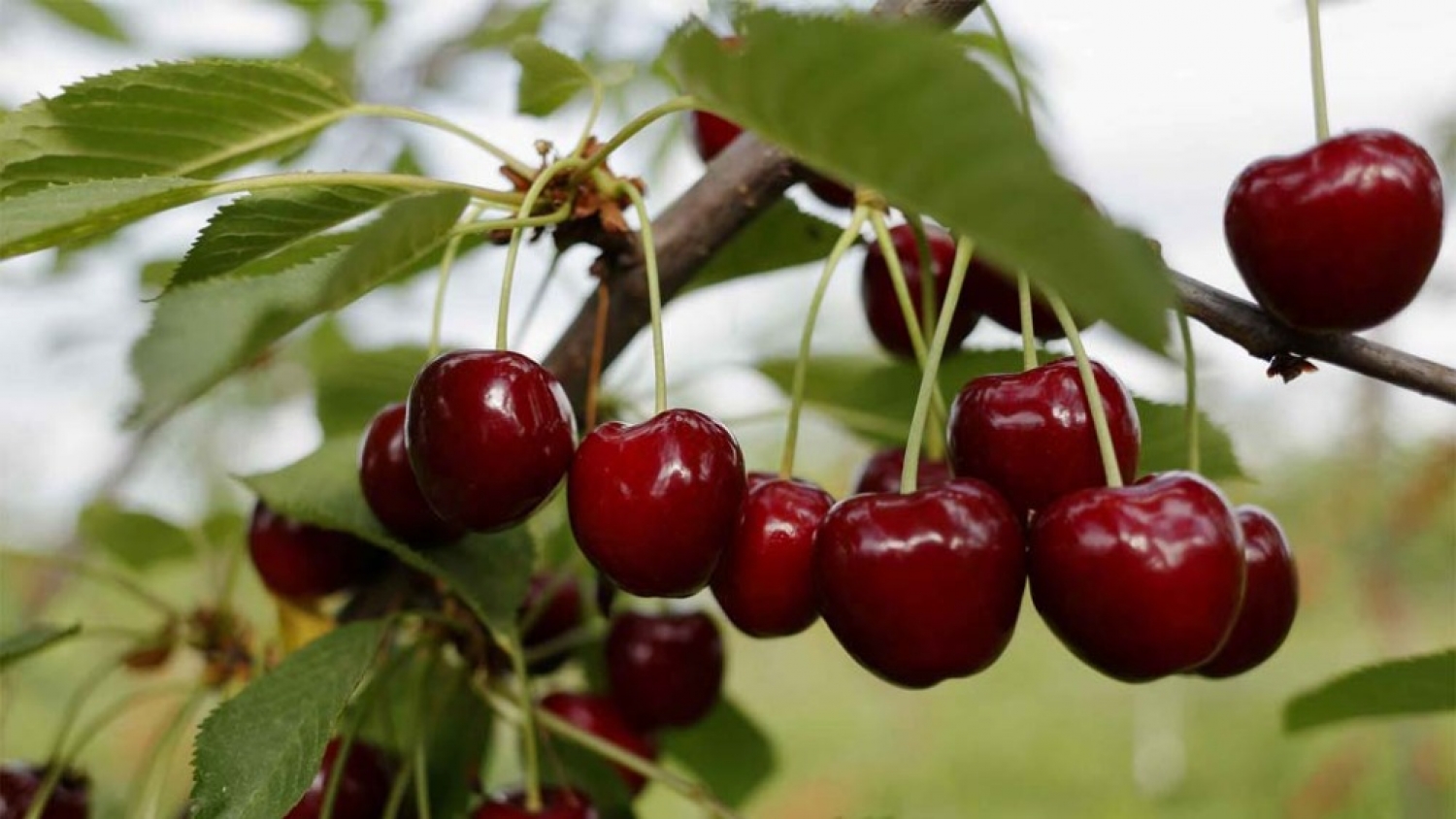 Productores de cereza advierten un “escenario de competencia imposible” por el ingreso anticipado de fruta chilena
