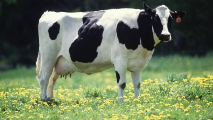 Control de mastitis: los aspectos que todo tambero debe conocer