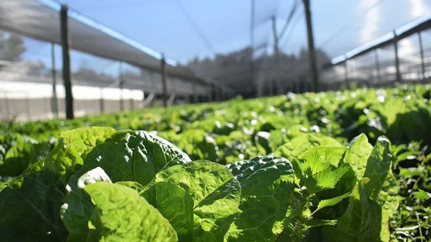 Predios de Salto participan del plan piloto de conversión a la agroecología